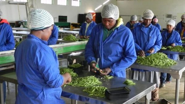 African workers in protective clothing processing fresh green beans in a clean facility, illustrating AMML's investment in the Agriculture Industry and food processing.